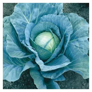 Compra COL ROYAL VANTAGE F1 (2.500 Semillas). en la tienda online Fito Agrícola