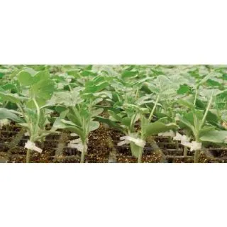 Compra CALABAZA ROUTPOWER F1 (1.000 Semillas) en la tienda online Fito Agrícola