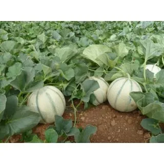 Compra MELÓN FESTIVAL F1 (1.000 Semillas) en la tienda online Fito Agrícola