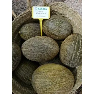 Compra MELÓN GRAND INFINITY F1 (1000 Semillas). en la tienda online Fito Agrícola