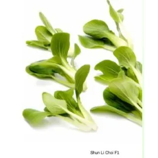 Compra PAK CHOI SHUN LI CHOI F1 (2.500 Semillas) en la tienda online Fito Agrícola