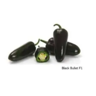 Compra PIMIENTO BLACK BULLET F1 (1.000 Semillas). en la tienda online Fito Agrícola