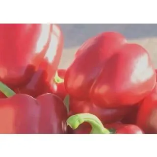 Compra PIMIENTO SIBAC F1 (1.000 Semillas). en la tienda online Fito Agrícola