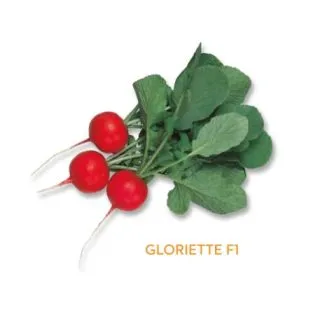 Compra RABANITO GLORIETTE F1 (10.000 Semillas). en la tienda online Fito Agrícola