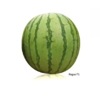 Compra SANDÍA REGUS F1 (1.000 Semillas). en la tienda online Fito Agrícola