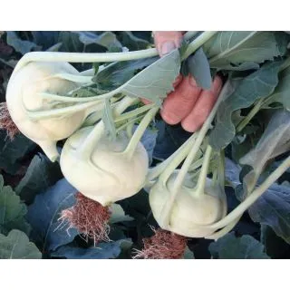 Compra COLIRRÁBANO KORDIAL F-1 ECOLÓGICO Precisión (10.000 Semillas) en la tienda online Fito Agrícola