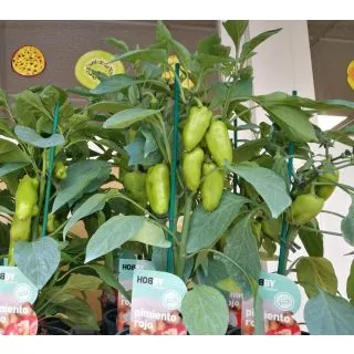 Compra PIMIENTO ROJO HOBBY FRESH M13 en la tienda online Fito Agrícola