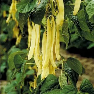 Compra JUDÍA GOLDMARIE (25.000 Semillas) en la tienda online Fito Agrícola