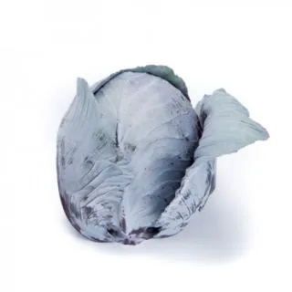 Compra COL LOMBARDA REDMA RZ Precisión (2.500 Semillas). en la tienda online Fito Agrícola