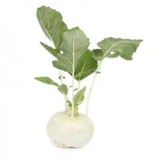 Compra COLIRRÁBANO BEAS RZ F1 Precisión (2.500 Semillas) en la tienda online Fito Agrícola