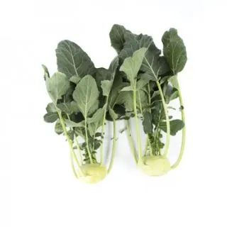 Compra COLIRRÁBANO RENO RZ F1 Precisión (2.500 Semillas) en la tienda online Fito Agrícola