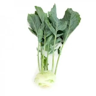 Compra COLIRRÁBANO SIRET RZ F1 Precisión (2.500 Semillas) en la tienda online Fito Agrícola