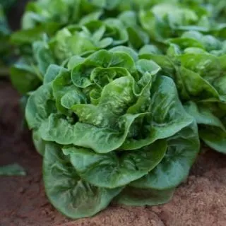 Compra LECHUGA BAMBI RZ Pildorada (5.000 Semillas). en la tienda online Fito Agrícola