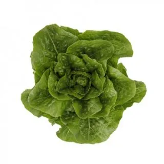 Compra LECHUGA RULFO RZ Pildorada (5.000 Semillas). en la tienda online Fito Agrícola