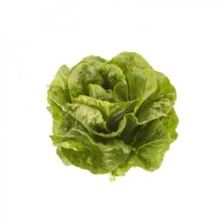 Compra LECHUGA PUBLIUS RZ Pildorada (5.000 Semillas). en la tienda online Fito Agrícola