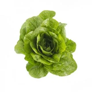 Compra LECHUGA MADELONA RZ Pildorada (5.000 Semillas). en la tienda online Fito Agrícola