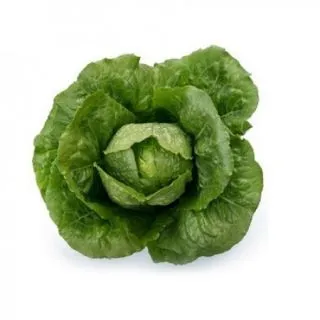 Compra LECHUGA ALLENDE RZ Pildorada (5.000 Semillas). en la tienda online Fito Agrícola