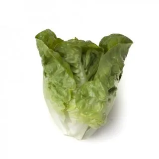 Compra LECHUGA TUDELA RZ Pildorada (5.000 Semillas). en la tienda online Fito Agrícola