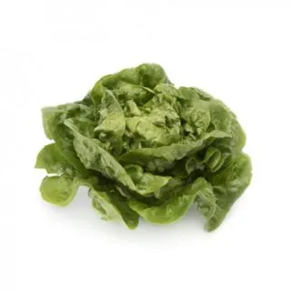 Compra LECHUGA ARCHIVEL RZ Pildorada (5.000 Semillas). en la tienda online Fito Agrícola