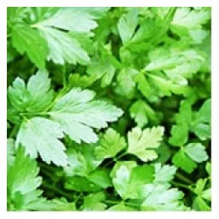 Compra PEREJIL OSCAR Sin Tratar (100.000 Semillas) en la tienda online Fito Agrícola