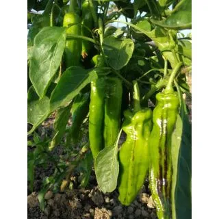 Compra PIMIENTO ESTILO F1 (1000 Semillas) en la tienda online Fito Agrícola