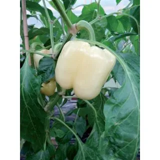 Compra PIMIENTO BELLKARO F1 (250 Semillas). en la tienda online Fito Agrícola