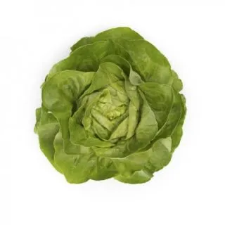 Compra LECHUGA ULMO RZ Pildorada (5.000 Semillas). en la tienda online Fito Agrícola