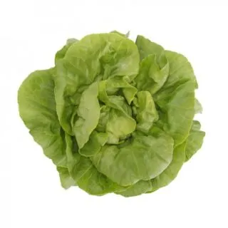 Compra LECHUGA BASILIO RZ Pildorada (5.000 Semillas). en la tienda online Fito Agrícola