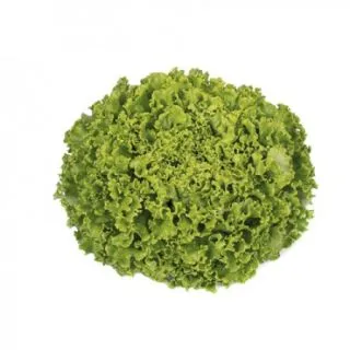 Compra LECHUGA VOLTRON RZ Pildorada (5.000 Semillas). en la tienda online Fito Agrícola