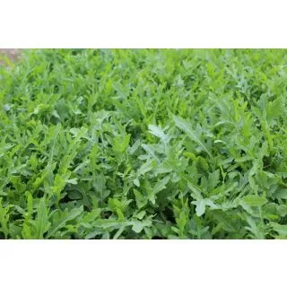 Compra RÚCULA SALVAJE APHRODITE Pregerminada y Sin Tratar (1.000.000 Semillas) en la tienda online Fito Agrícola