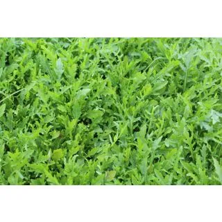 Compra RÚCULA SALVAJE APOLLO Pregerminada y Sin Tratar (1.000.000 Semillas) en la tienda online Fito Agrícola