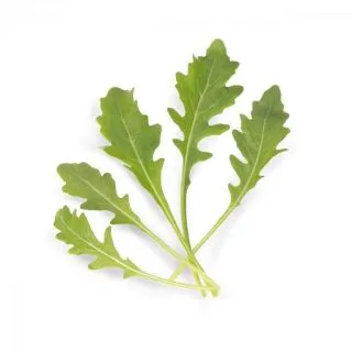 Compra RÚCULA SALVAJE SATURN Sin Tratar (100.000 Semillas) en la tienda online Fito Agrícola