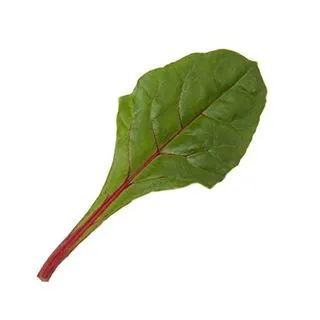 Compra ACELGA FLUENCE F1 (10.000 Semillas) en la tienda online Fito Agrícola