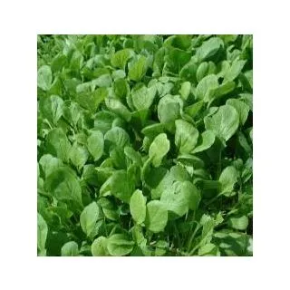 Compra MOSTAZA KOMATSUNA TSX813 F1 Sin Tratar (100.000 Semillas) en la tienda online Fito Agrícola