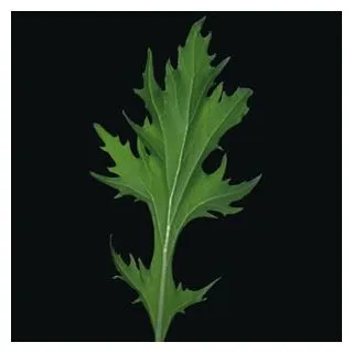 Compra MIZUNA GREENS KYOTO (10.000 Semillas) en la tienda online Fito Agrícola