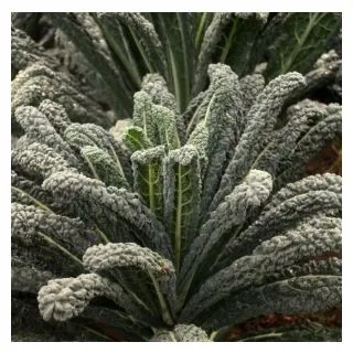 Compra COL KALE BLACK MAGIC Sin Tratar (10.000 Semillas) en la tienda online Fito Agrícola