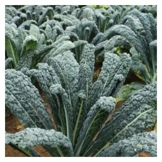 Compra COL KALE RAVEN F1 Sin Tratar (10.000 Semillas) en la tienda online Fito Agrícola