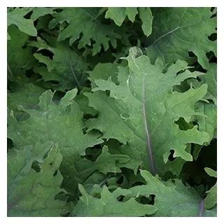 Compra COL KALE RED RUSSIAN (100.000 Semillas) en la tienda online Fito Agrícola