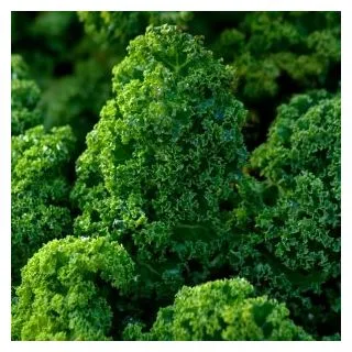 Compra COL KALE AFRO Sin Tratar (2.500 Semillas) en la tienda online Fito Agrícola