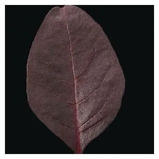 Compra AMARANTO GARNET RED (10.000 Semillas) en la tienda online Fito Agrícola