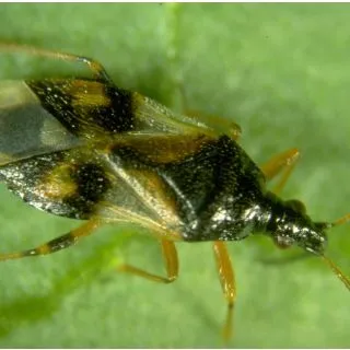 Compra ANTHOBUG 250 (Bote 100 ml) en la tienda online Fito Agrícola