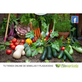 Compra ALBAHACA PROSPERA F1 (10.000 Semillas) en la tienda online Fito Agrícola