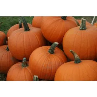 Compra CALABAZA RACER F1 (1000 Semillas) en la tienda online Fito Agrícola