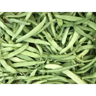 Compra JUDÍA ORIOLA (SF 08/03) (50.000 Semillas) en la tienda online Fito Agrícola