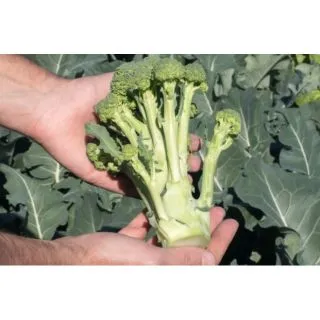 Compra BRÓCOLI MONTEBELLO F1 Precisión (10.000 Semillas) en la tienda online Fito Agrícola