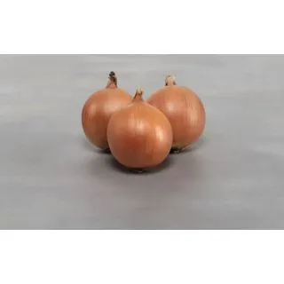 Compra CEBOLLA PANTANO F-1 Precisión (250.000 Semillas) en la tienda online Fito Agrícola