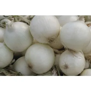 Compra CEBOLLA BRIDEWHITE Precisión (250.000 Semillas) en la tienda online Fito Agrícola