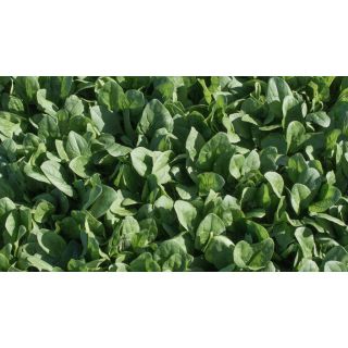 Compra ESPINACA CRATER F1 (1.000.000 Semillas) en la tienda online Fito Agrícola