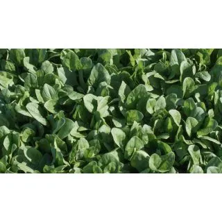 Compra ESPINACA CRATER F1 (1.000.000 Semillas) en la tienda online Fito Agrícola