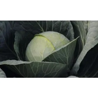 Compra COL GAZEBO F-1 Precisión (10.000 Semillas) en la tienda online Fito Agrícola